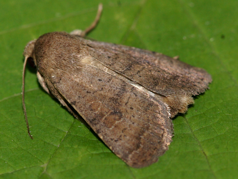 Bild Nr.09449 zum Vergrößern klicken Bild Nr.09449