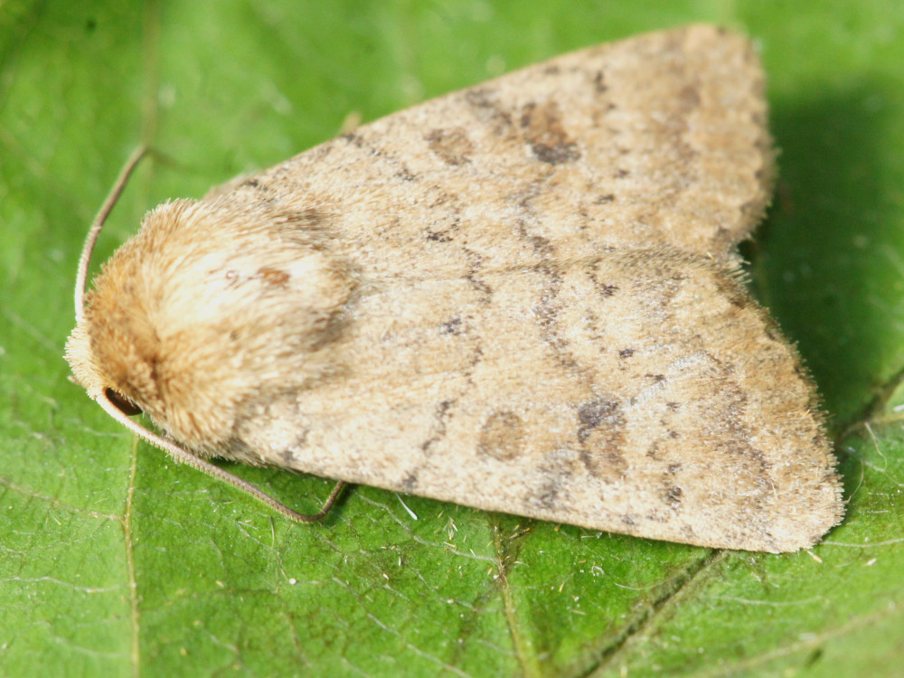 Bild Nr.09449 zum Vergrößern klicken Bild Nr.09449