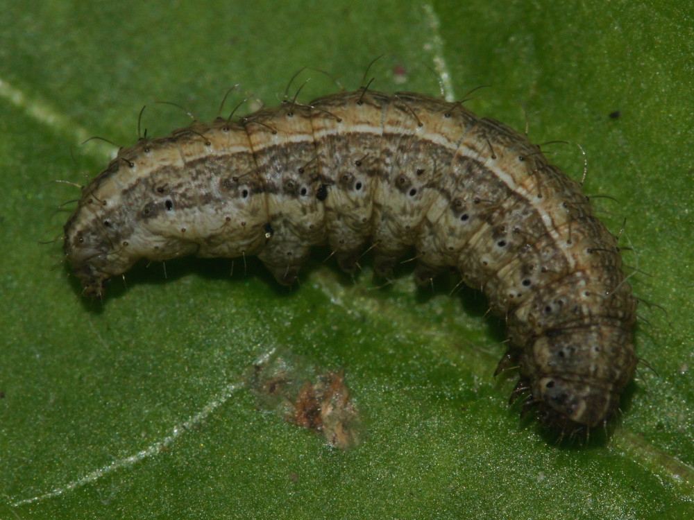 Bild Nr.09449 zum Vergrößern klicken Bild Nr.09449