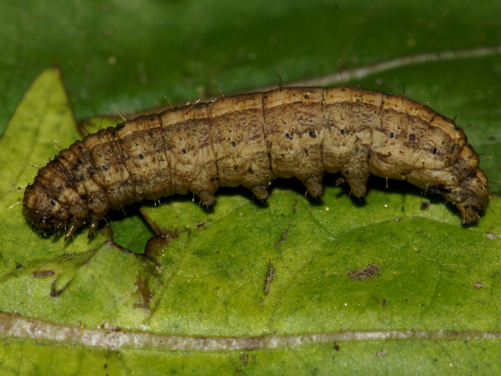 Bild Nr.09449 zum Vergrößern klicken Bild Nr.09449