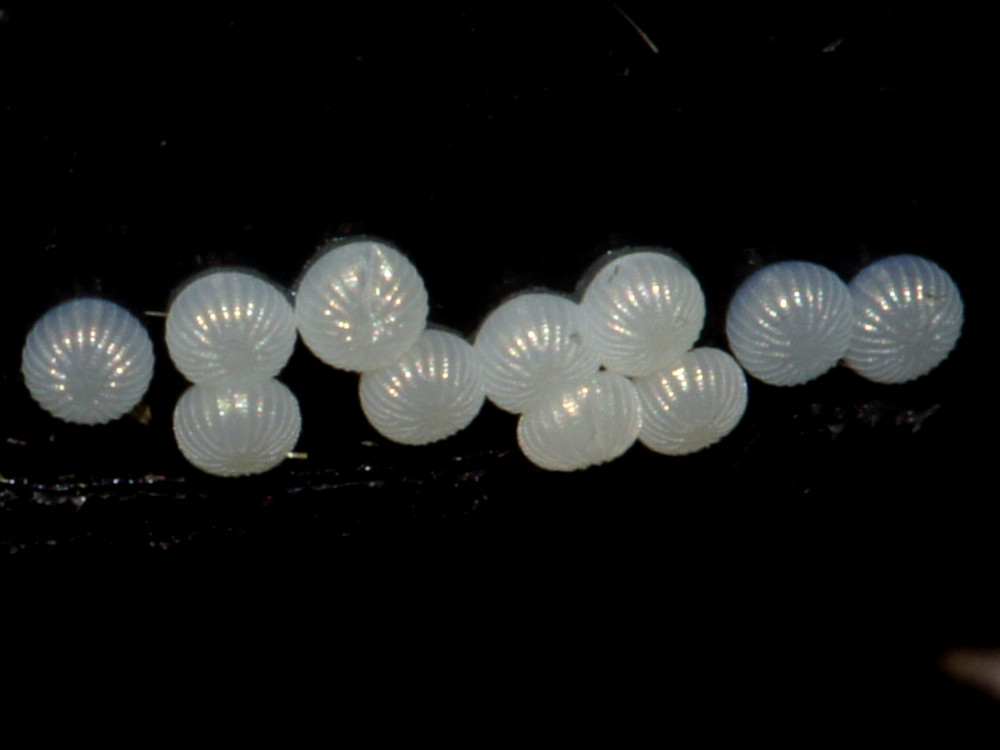 Bild Nr.09449 zum Vergrößern klicken Bild Nr.09449