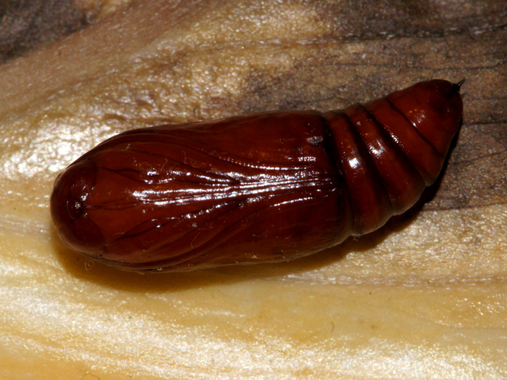 Bild Nr.09449 zum Vergrößern klicken Bild Nr.09449