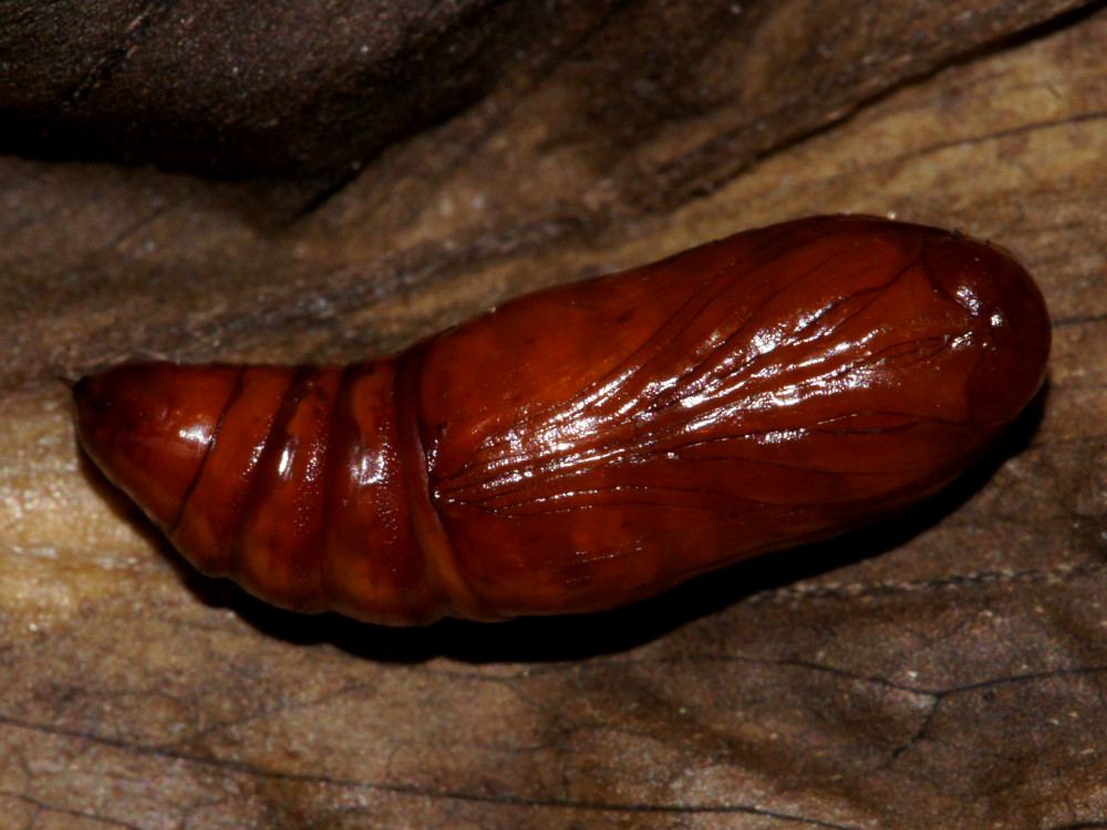 Bild Nr.09449 zum Vergrößern klicken Bild Nr.09449