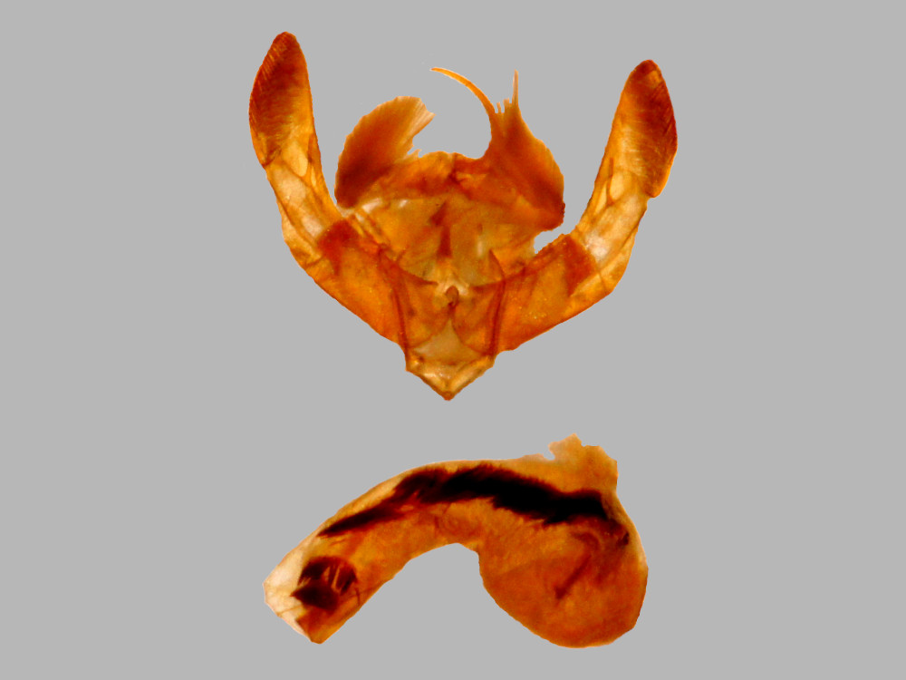 Bild Nr.09450 zum Vergrößern klicken Bild Nr.09450