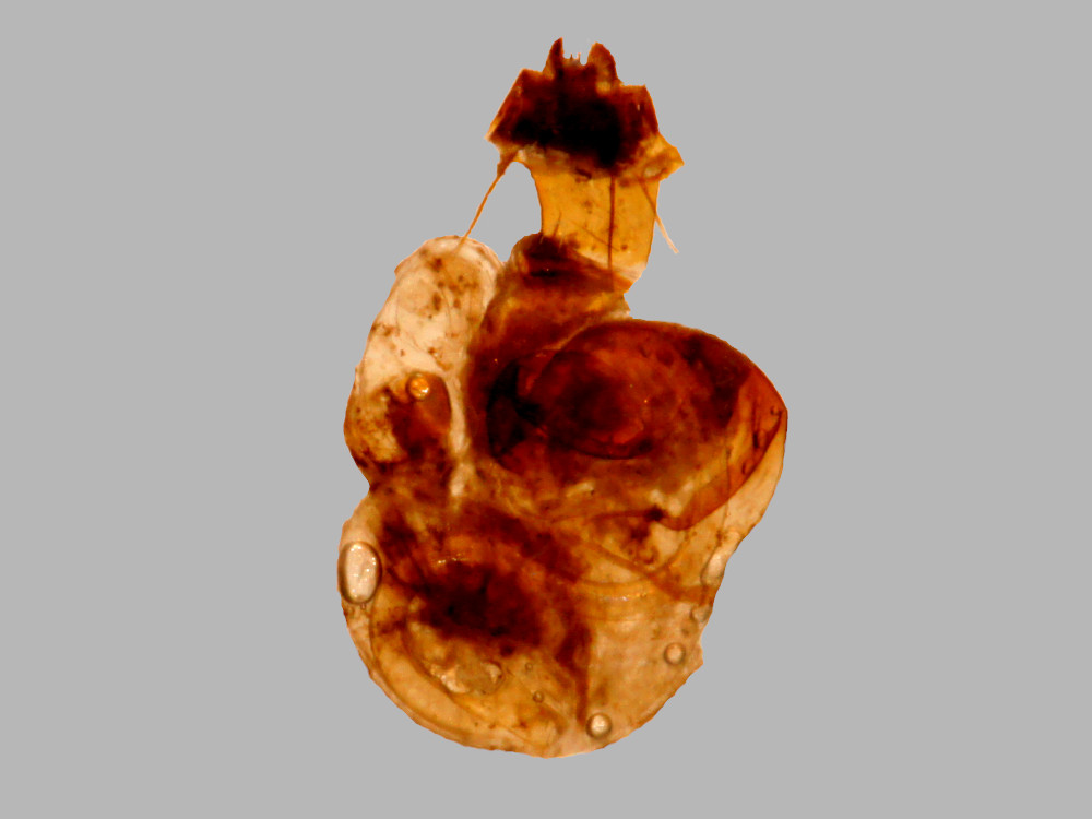 Bild Nr.09450 zum Vergrößern klicken Bild Nr.09450