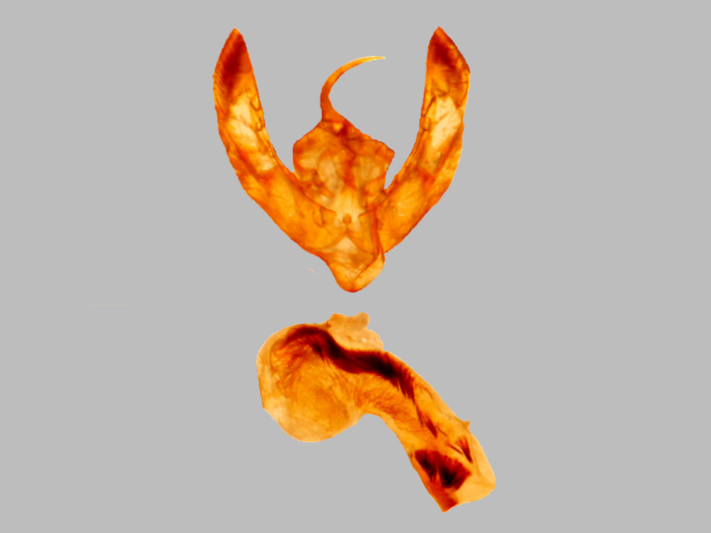 Bild Nr.09450 zum Vergrößern klicken Bild Nr.09450