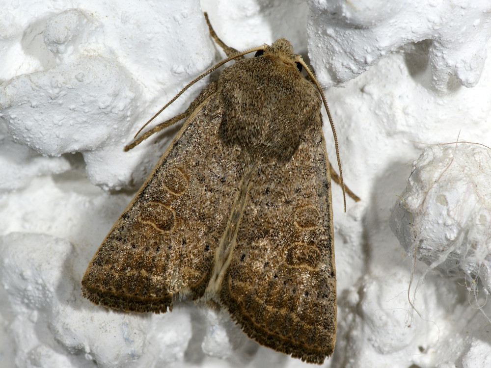 Bild Nr.09450 zum Vergrößern klicken Bild Nr.09450