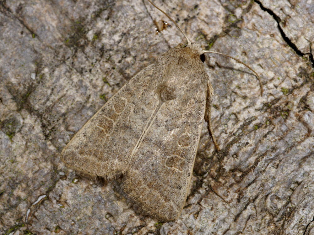 Bild Nr.09450 zum Vergrößern klicken Bild Nr.09450