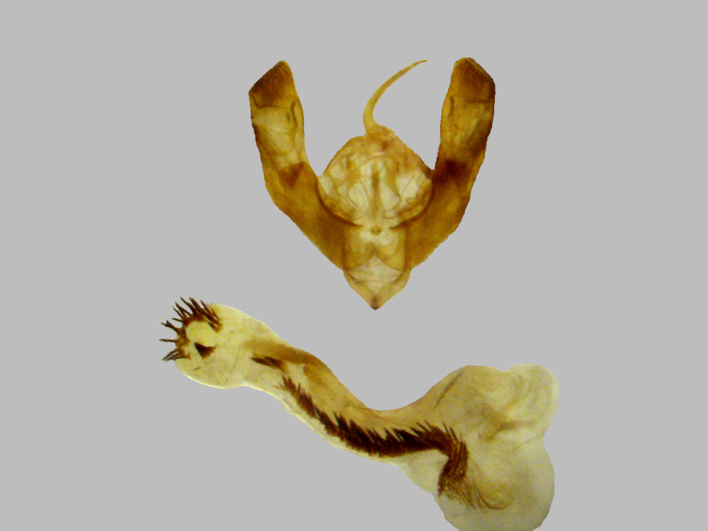 Bild Nr.09453 zum Vergrößern klicken Bild Nr.09453