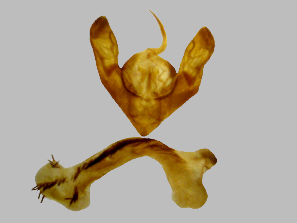 Bild Nr.09453 zum Vergrößern klicken Bild Nr.09453