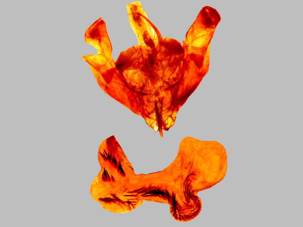 Bild Nr.09453 zum Vergrößern klicken Bild Nr.09453