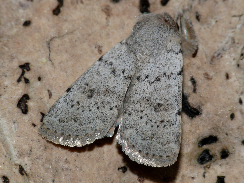 Bild Nr.09453 zum Vergrößern klicken Bild Nr.09453