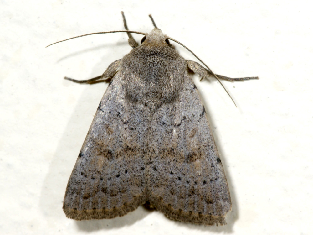 Bild Nr.09453 zum Vergrößern klicken Bild Nr.09453