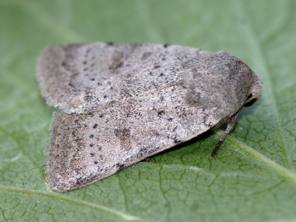 Bild Nr.09453 zum Vergrößern klicken Bild Nr.09453