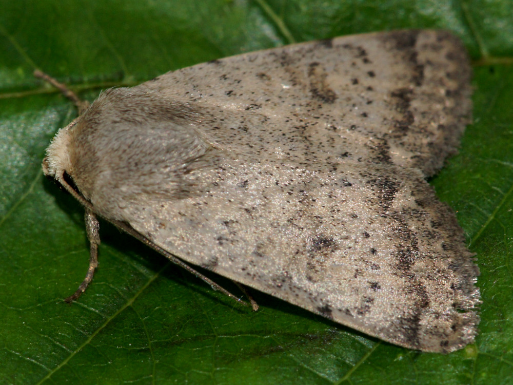 Bild Nr.09453 zum Vergrößern klicken Bild Nr.09453