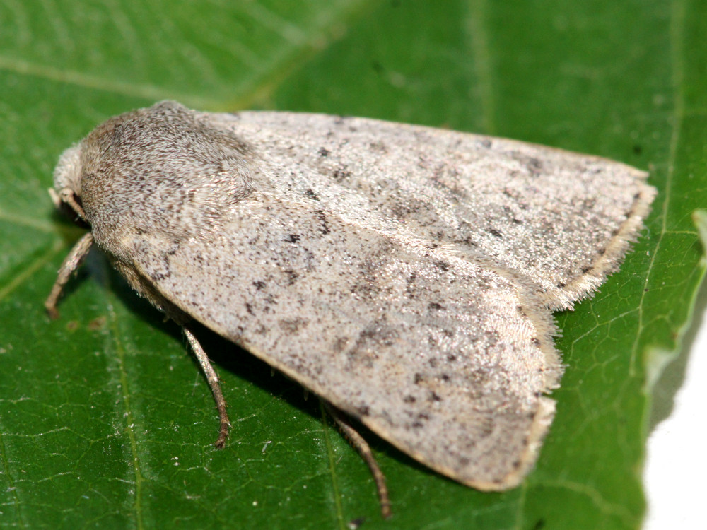 Bild Nr.09453 zum Vergrößern klicken Bild Nr.09453