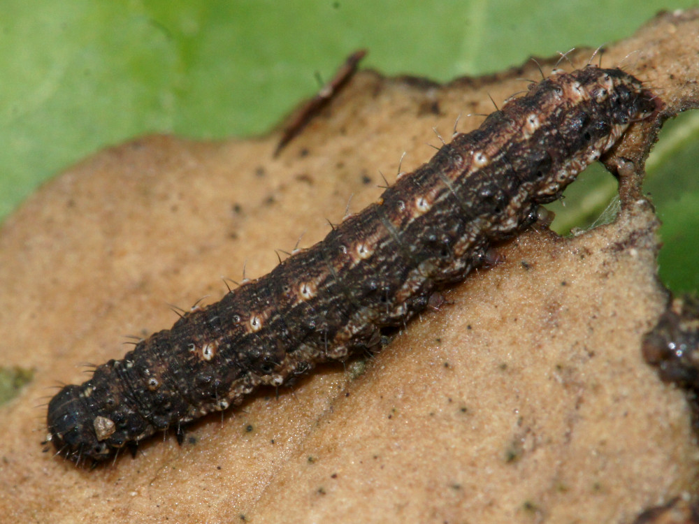 Bild Nr.09453 zum Vergrößern klicken Bild Nr.09453