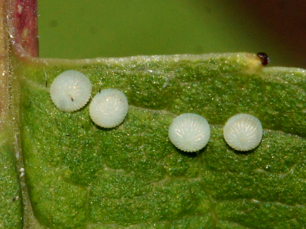 Bild Nr.09453 zum Vergrößern klicken Bild Nr.09453