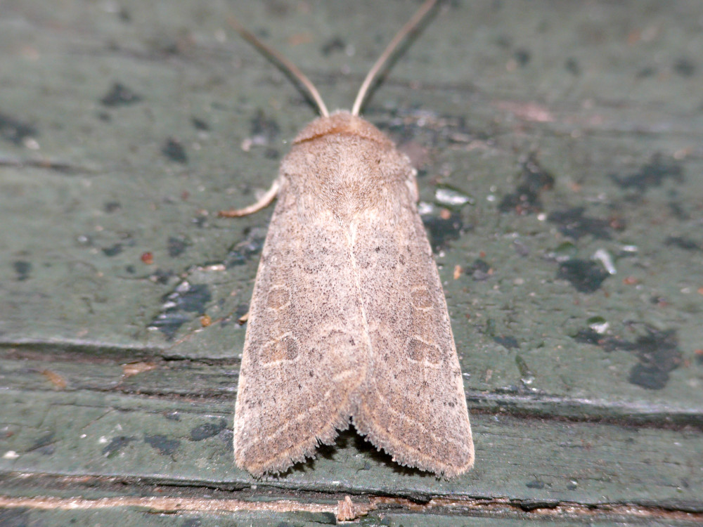 Bild Nr.09454 zum Vergrößern klicken Bild Nr.09454