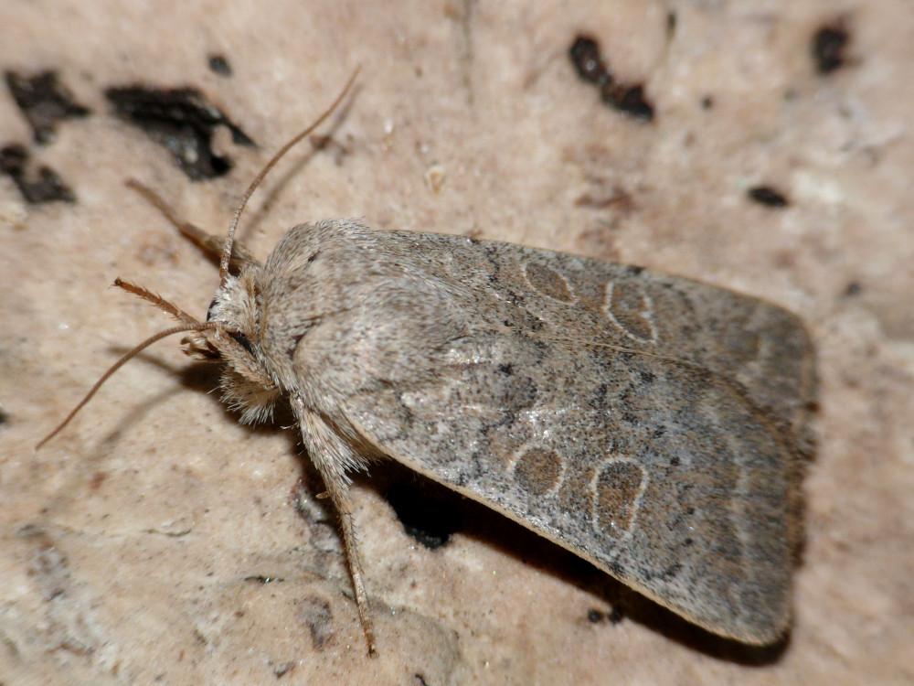 Bild Nr.09454 zum Vergrößern klicken Bild Nr.09454