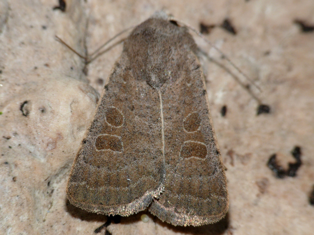 Bild Nr.09454 zum Vergrößern klicken Bild Nr.09454