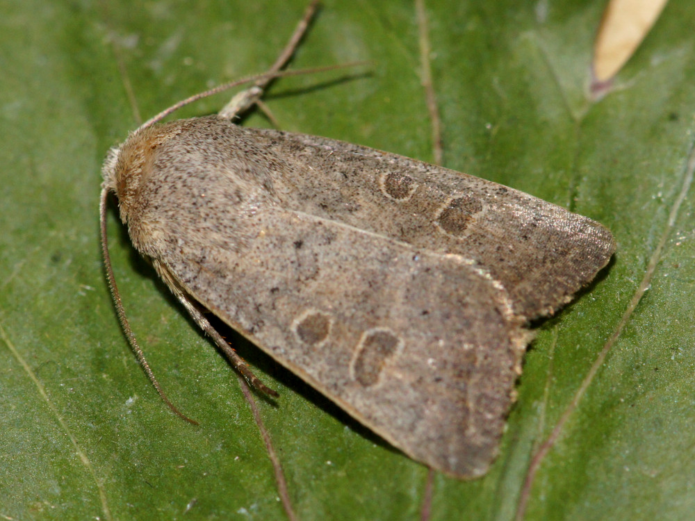 Bild Nr.09454 zum Vergrößern klicken Bild Nr.09454