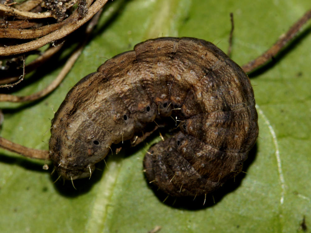 Bild Nr.09454 zum Vergrößern klicken Bild Nr.09454