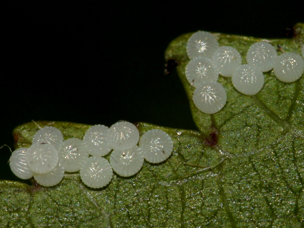 Bild Nr.09454 zum Vergrößern klicken Bild Nr.09454