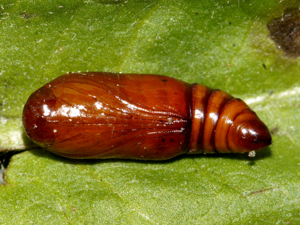 Bild Nr.09454 zum Vergrößern klicken Bild Nr.09454