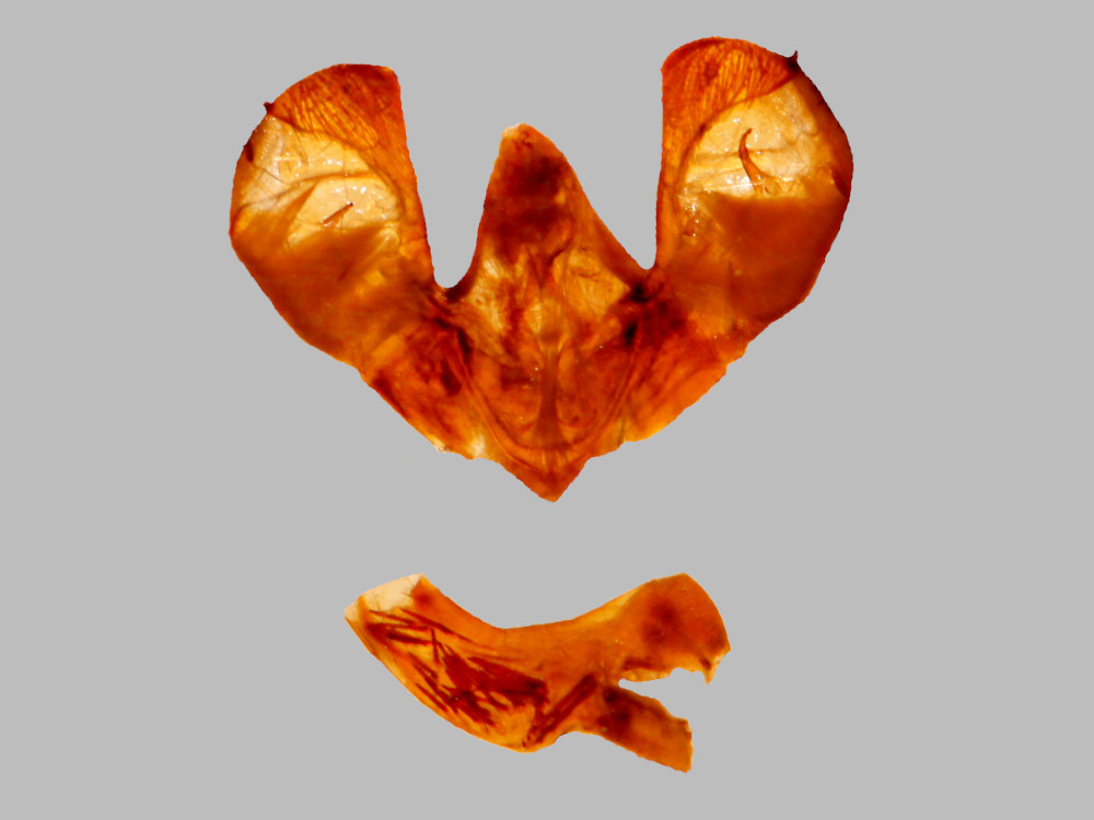 Bild Nr.09481 zum Vergrößern klicken Bild Nr.09481