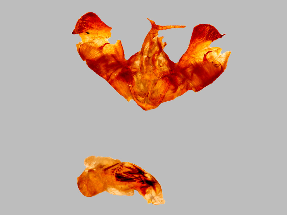 Bild Nr.09481 zum Vergrößern klicken Bild Nr.09481