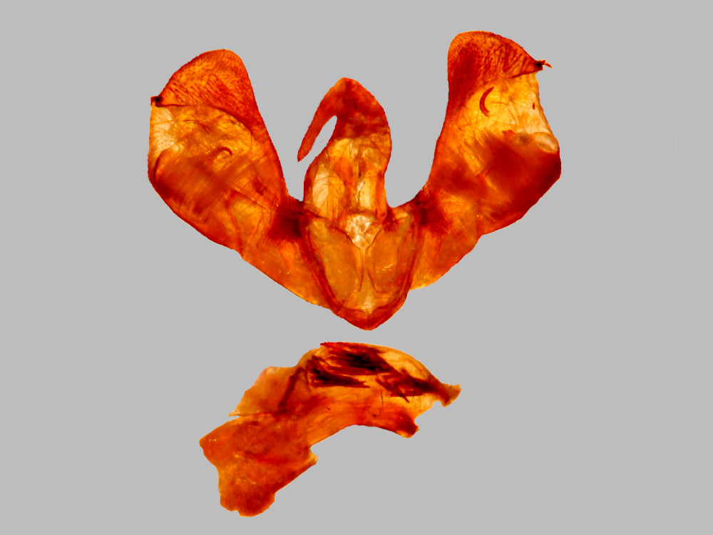 Bild Nr.09481 zum Vergrößern klicken Bild Nr.09481