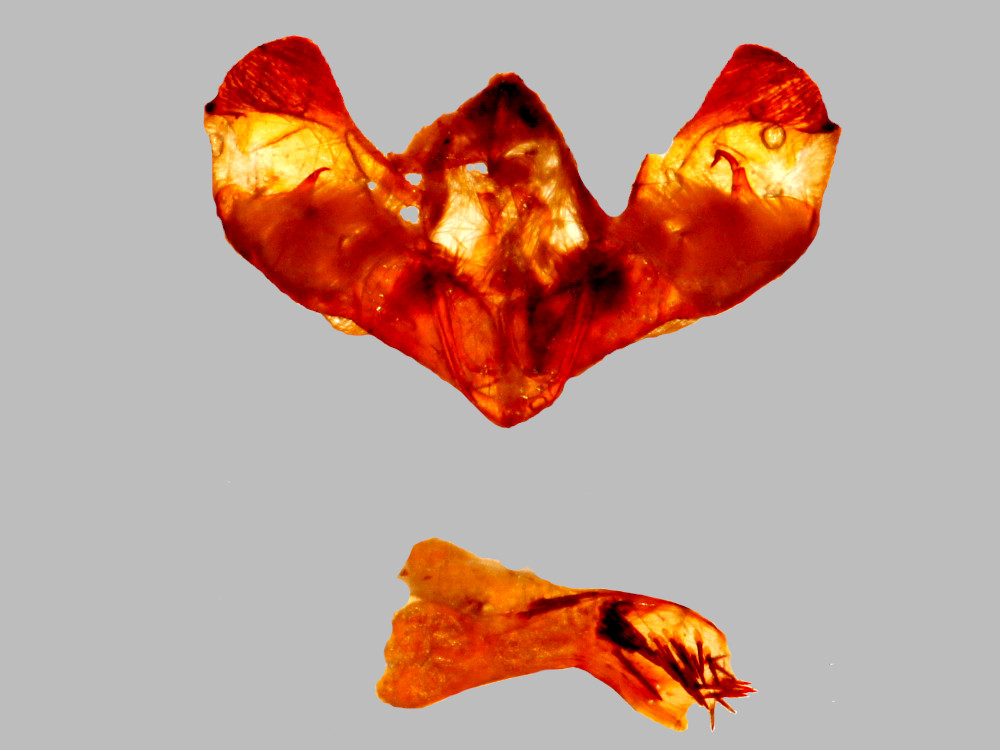 Bild Nr.09481 zum Vergrößern klicken Bild Nr.09481