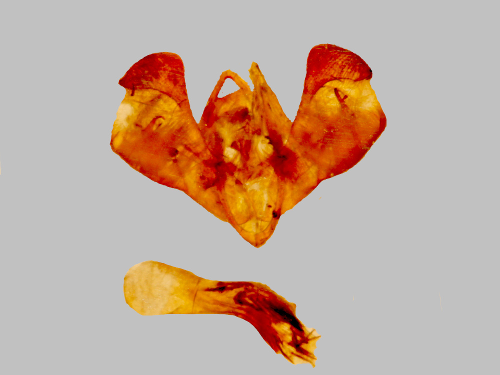 Bild Nr.09481 zum Vergrößern klicken Bild Nr.09481