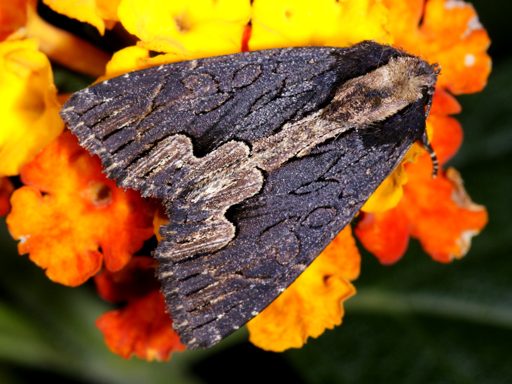 Bild Nr.09481 zum Vergrößern klicken Bild Nr.09481