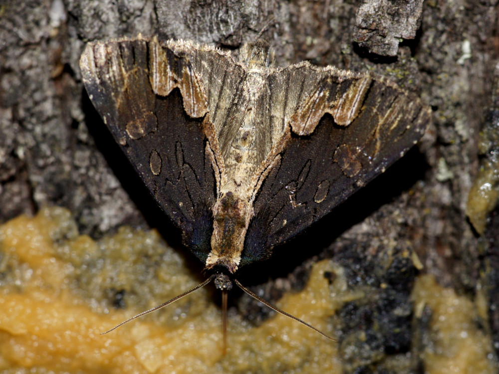 Bild Nr.09481 zum Vergrößern klicken Bild Nr.09481