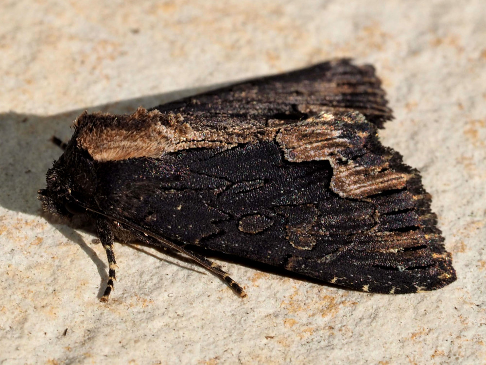 Bild Nr.09481 zum Vergrößern klicken Bild Nr.09481