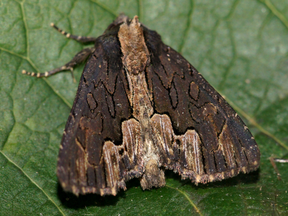 Bild Nr.09481 zum Vergrößern klicken Bild Nr.09481