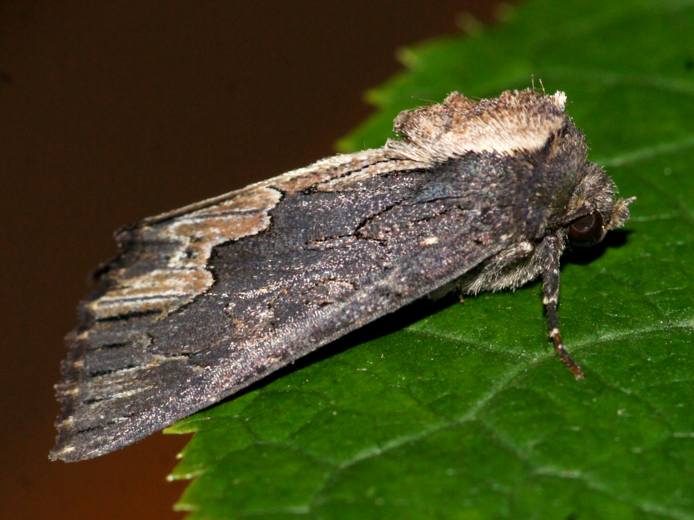 Bild Nr.09481 zum Vergrößern klicken Bild Nr.09481