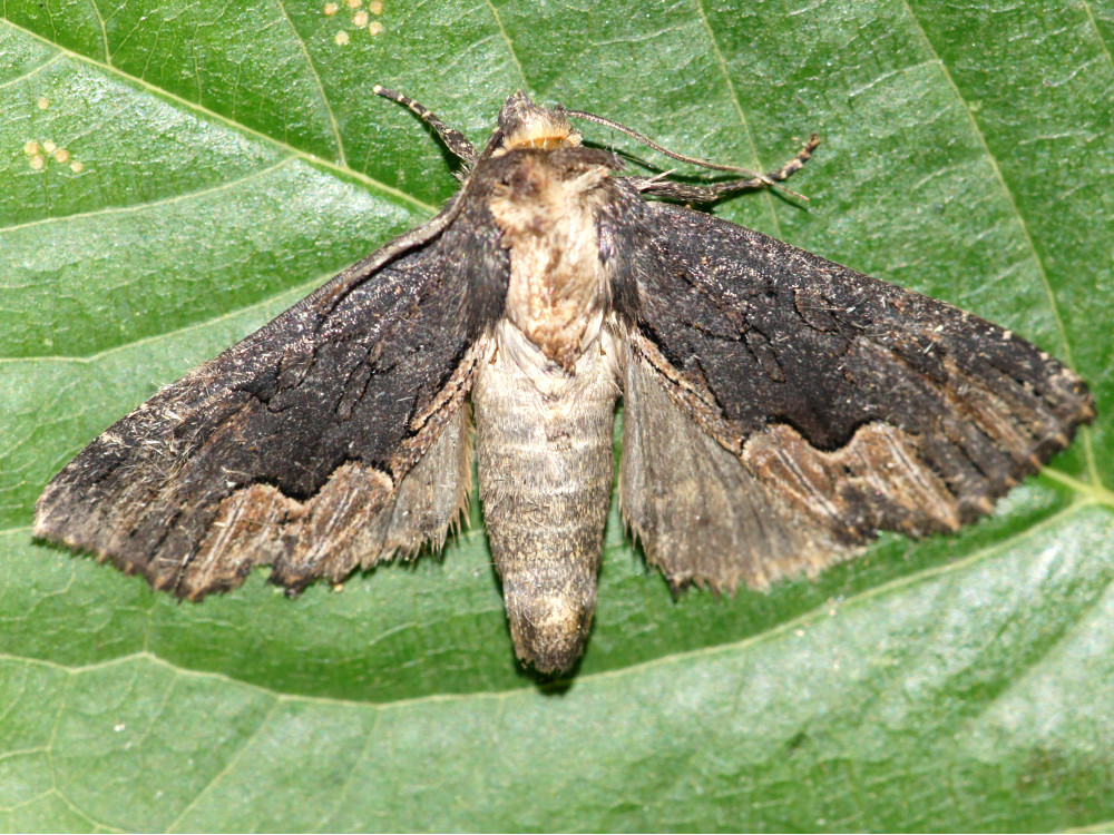 Bild Nr.09481 zum Vergrößern klicken Bild Nr.09481