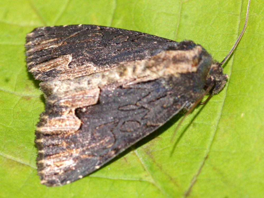 Bild Nr.09481 zum Vergrößern klicken Bild Nr.09481