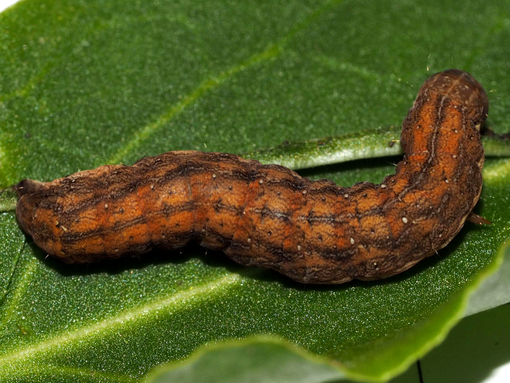 Bild Nr.09481 zum Vergrößern klicken Bild Nr.09481