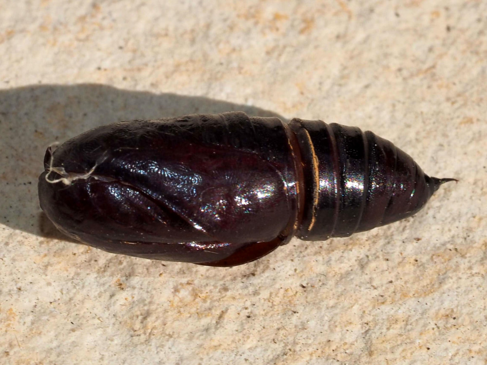 Bild Nr.09481 zum Vergrößern klicken Bild Nr.09481