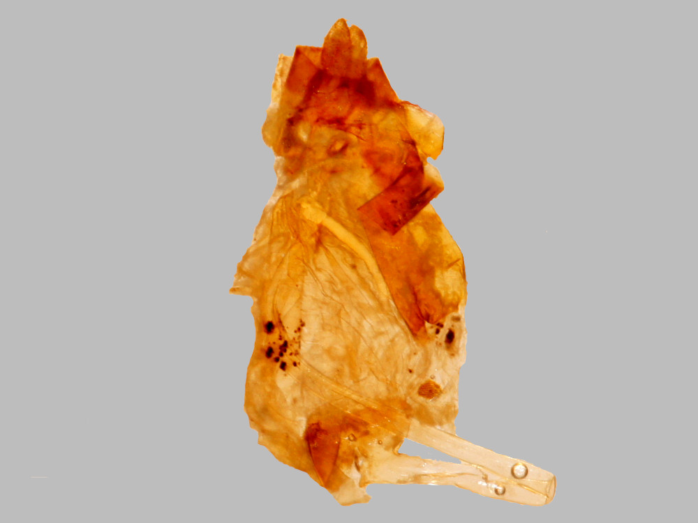 Bild Nr.09483 zum Vergrößern klicken Bild Nr.09483