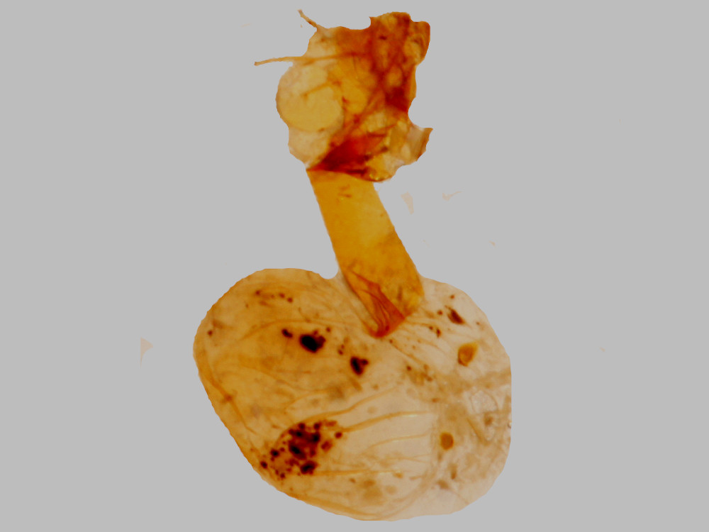 Bild Nr.09483 zum Vergrößern klicken Bild Nr.09483