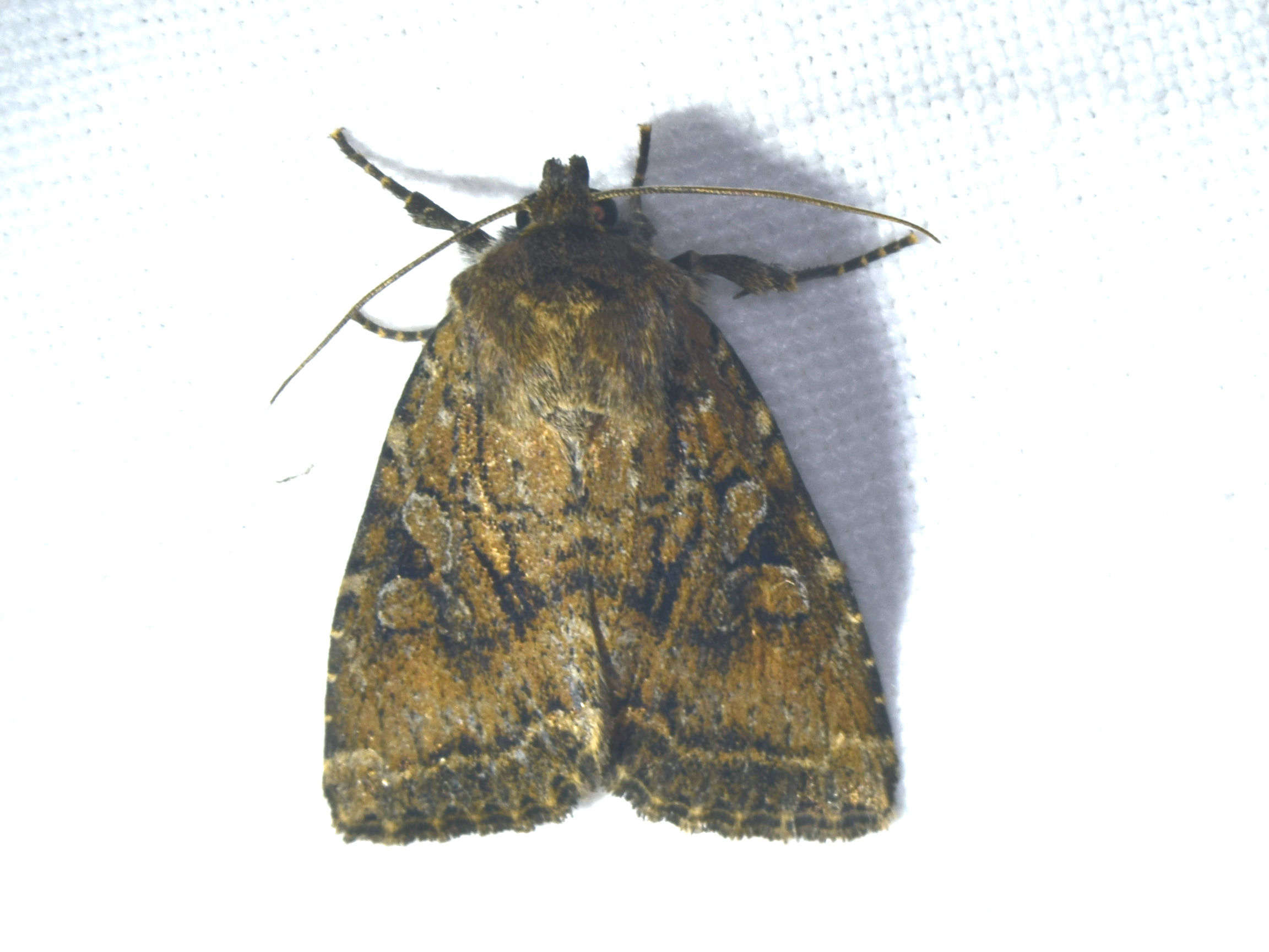 Bild Nr.09483 zum Vergrößern klicken Bild Nr.09483