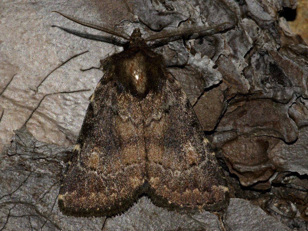 Bild Nr.09483 zum Vergrößern klicken Bild Nr.09483