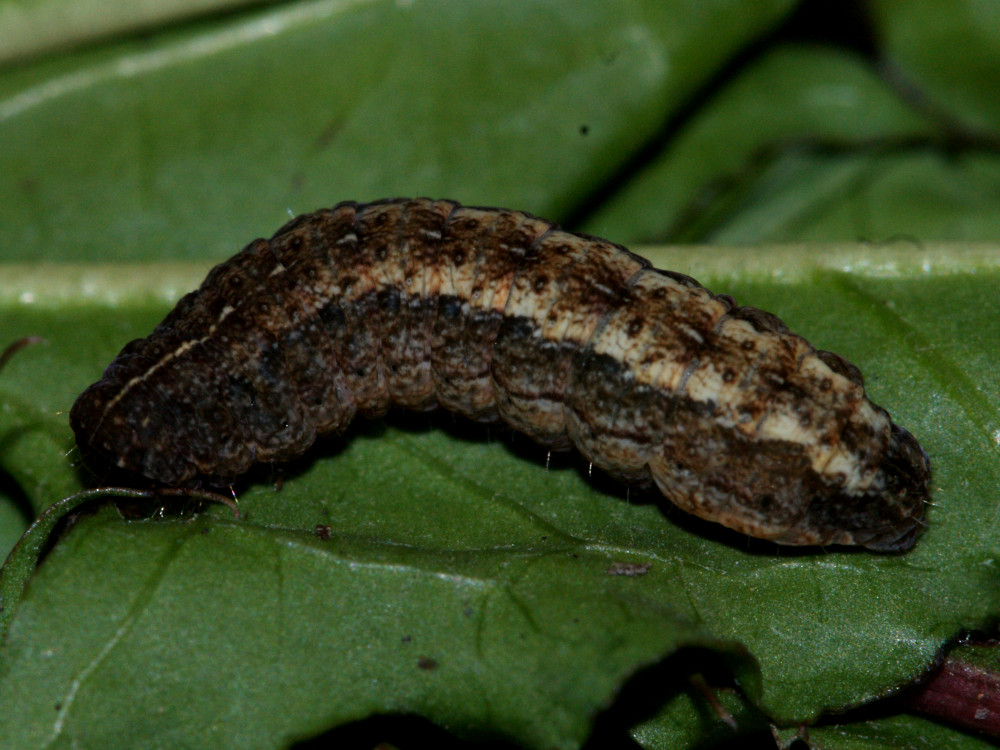 Bild Nr.09483 zum Vergrößern klicken Bild Nr.09483