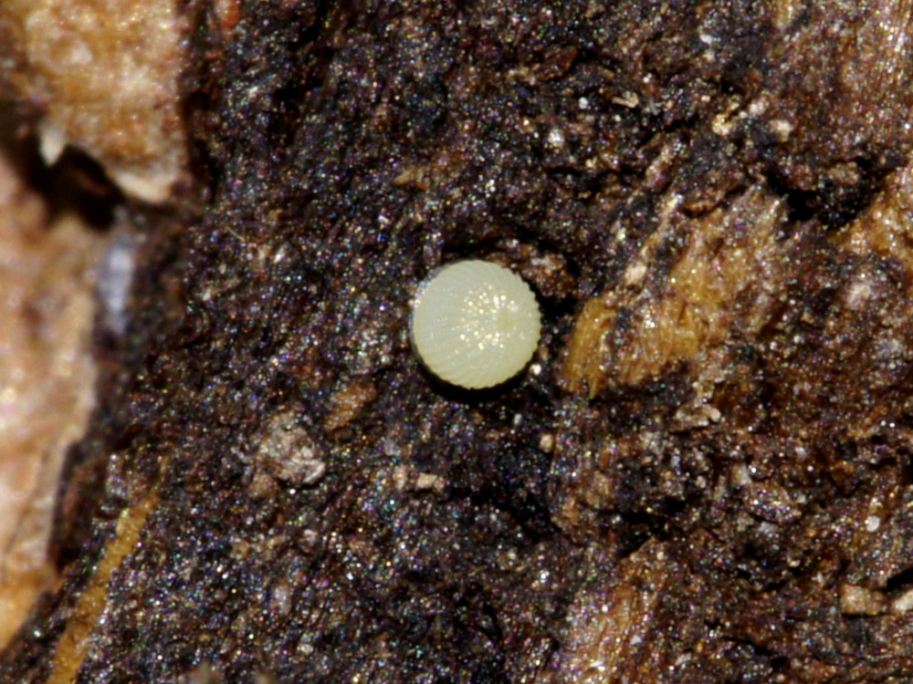 Bild Nr.09483 zum Vergrößern klicken Bild Nr.09483