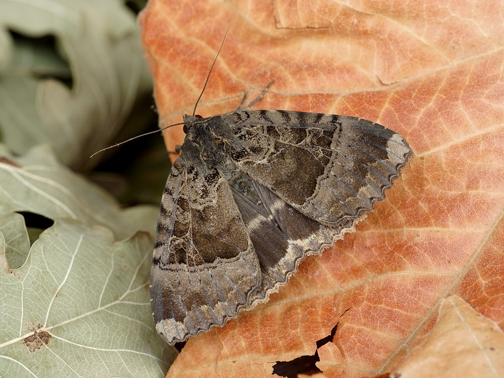 Bild Nr.09490 zum Vergrößern klicken Bild Nr.09490